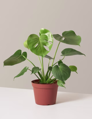 The Sill Monstera Deliciosa