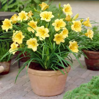 Daylilies ReBlooming Stella De'Oro Roots