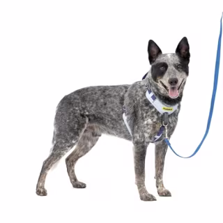 Petsafe Harness