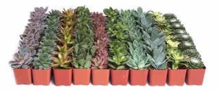 Shop Succulents Assorted Succulent Plant Pack Bulk Collection