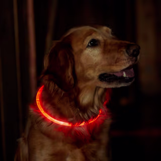 Orvis LED Rechargeable Safety Collar