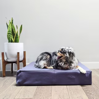 Le Dog Le Bed