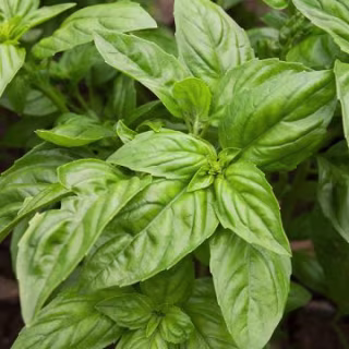 High Mowing Organic Non-GMO Herb Seeds