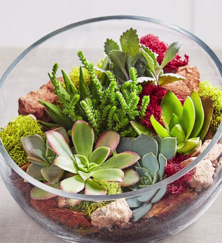 One of a Kind Succulent Garden