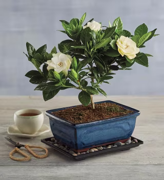 Gardenia Bonsai Tree