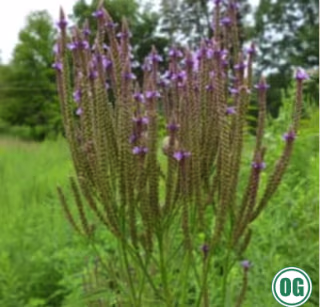 Fedco Organic Herb Seeds