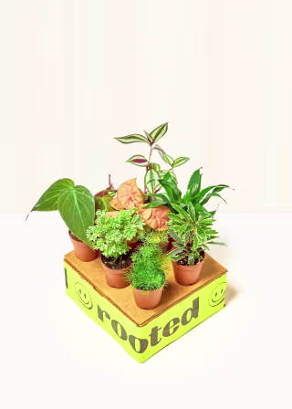 Rooted Baby Mystery Jungle Box