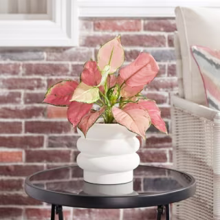 6" Bubble Ceramic Planter
