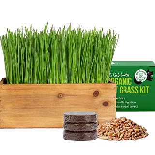 The Cat Ladies Cat Grass Kit