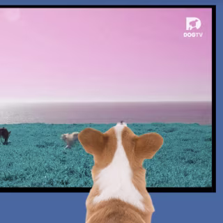 DogTV