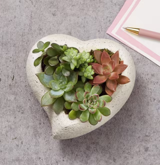 1-800-Flowers Sweet Succulent Heart Garden