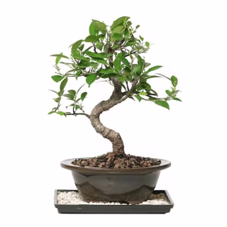 Brussel’s Golden Gate Ficus Bonsai