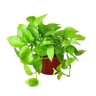 Neon Pothos