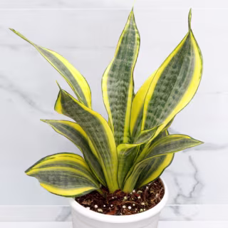 Sansevieria
