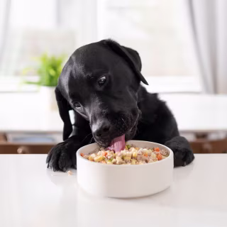 Nom Nom