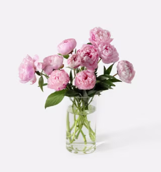 Urbanstems The Peony
