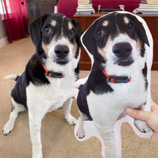 Pet Pillow Looks Like Your Pet