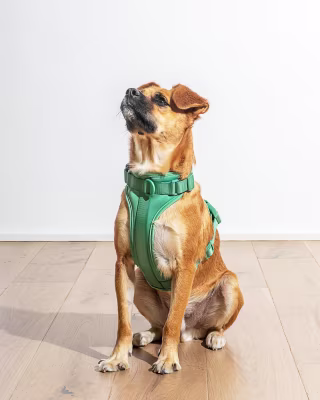 Wild Ones Harness