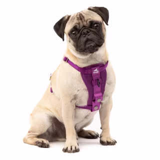Kurgo Tru-Fit Harness