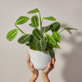 The Bouqs Co. Grateful Plant