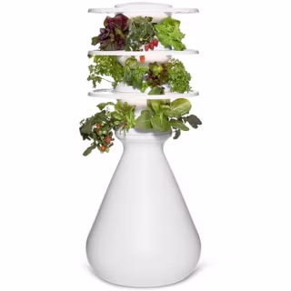 Lettuce Grow The Farmstand