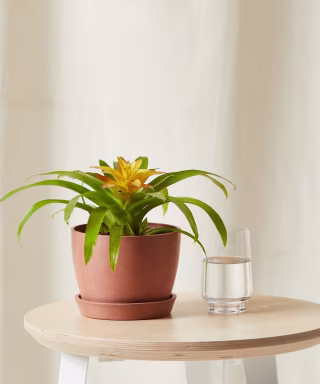 Bloomscape Bromeliad Guzmania Yellow