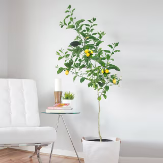Fast Growing Trees Meyer Lemon Tree