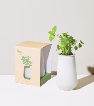 Modern Sprout Tapered Tumbler Grow Kits