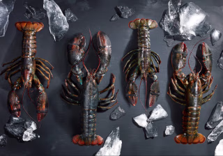 Lobsterboys
