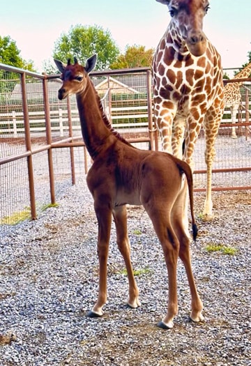 230905-spotless-giraffe-al-0859-48b970.j