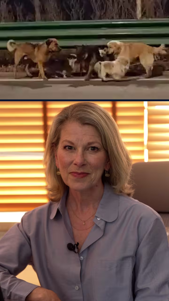 The truth behind the 'stolen dogs' video in China