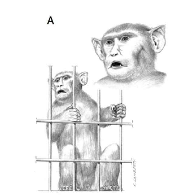An illustration of a rhesus macaque drumming with cage doors.