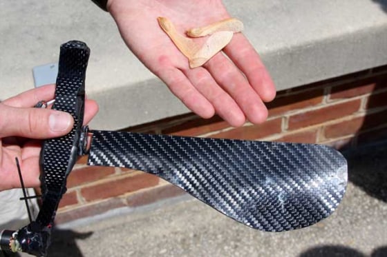 The maple seed device compared to actual samara seeds.