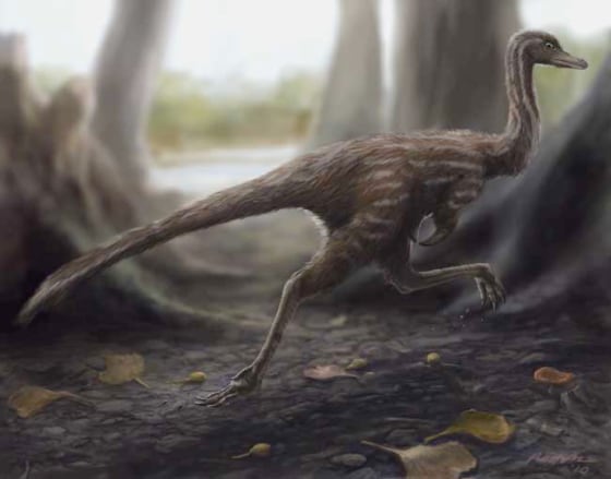 One of the smallest known dinosaurs, Xixianykus zhangi (shown here in a reconstruction) was built for quick running. A shorter upper leg relative to its lower leg helped the dinosaur carry its weight more efficiently.