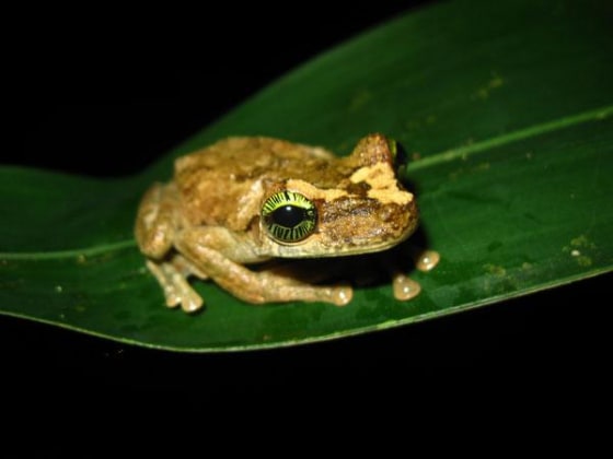 A tree frog (Osteocephalus heyeri) from the Amazonian rain forest.