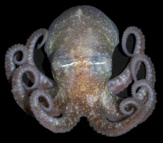 Antarctic octopus (Paraledone turqueti). Credit: E. Jorgensen, NOAA 2007