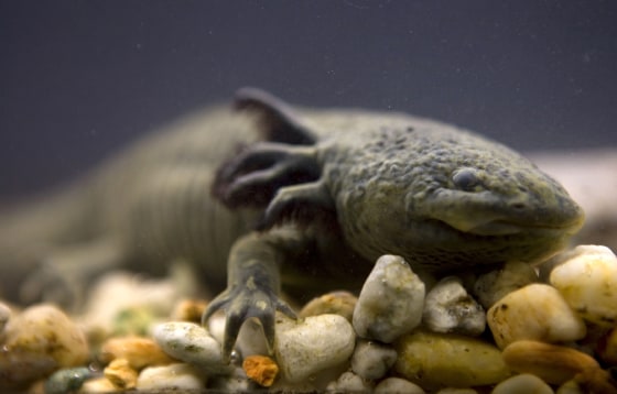 Image: An Axolotl salamander