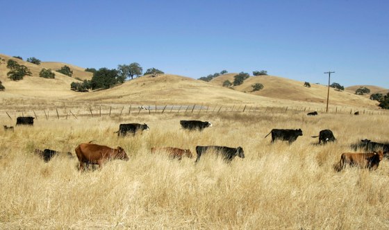 Image: Cattle are shown on Joe Gonzales' ranch in Gilroy, California
