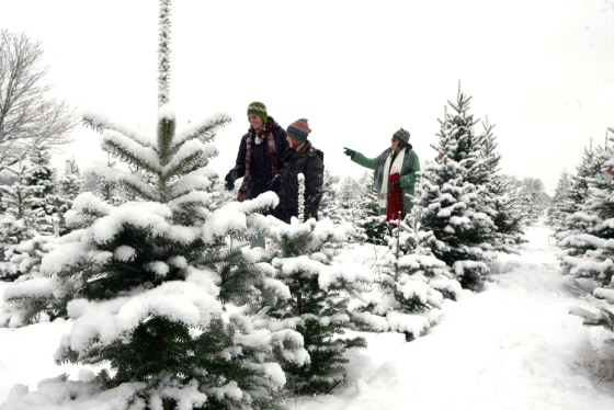 Image: Christmas tree farm