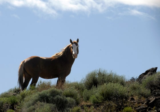 Image: A wild stallion