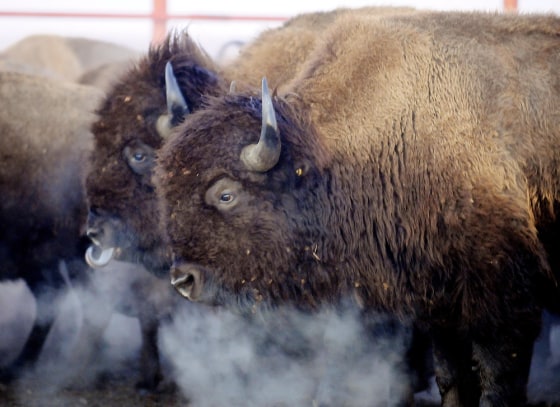 Image: Bison wait in a corral