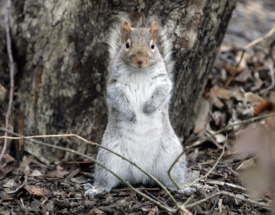 Image: A squirrel stands on its hind legs as it looks for food in New York's Central Park