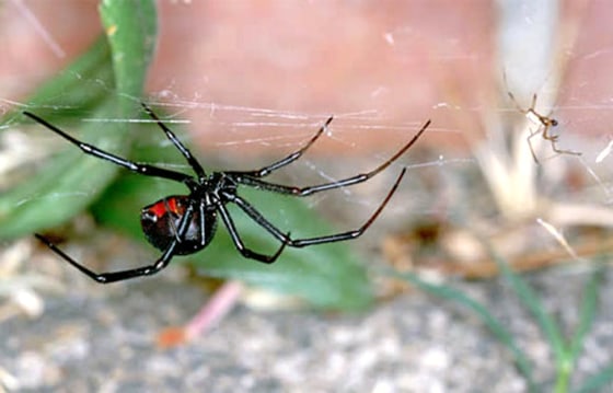 Image: Australian redback spiders