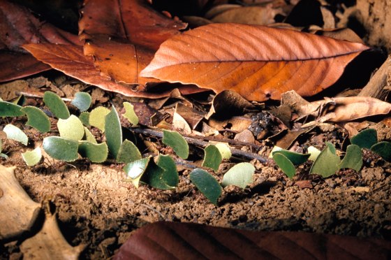 Image: Leafcutter ants haul plant bits in a row on the rain forest floor