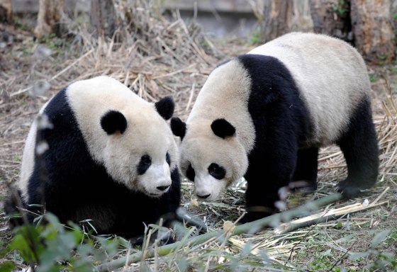 Image: Two giant pandas at China Conservation and Research Center