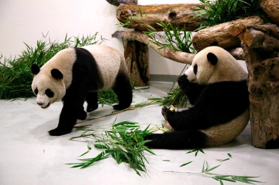 Image: Panda babies Tuan Tuan and Yuan Yuan, eating bamboo at the Zoo in Taipei