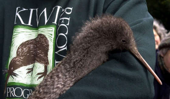 Image: The Spotted Kiwi at the Karori Sanctuary