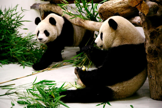 Image: Panda babies Tuan Tuan and Yuan Yuan