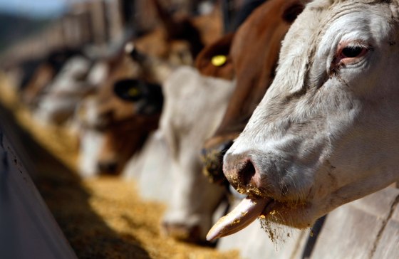Image: A cow sticks its tongue out while being fed at a feedlot in Santa Lucia