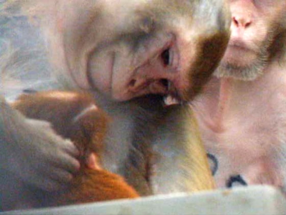 Image: A mother macaque and infant